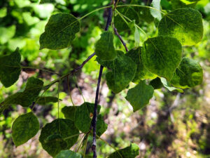 Early in the growing season, leaves of a diseased aspen tree look small, mottled and slightly wrinkled.