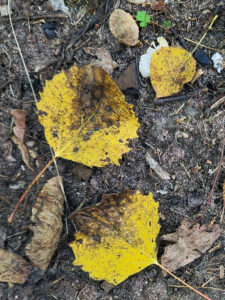 Aspen leaves that were infected early in the season dropped prematurely in September, with blotches showing on the leaves.