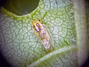 Closeup photo of an adult cottony ash psyllid on a leaf.