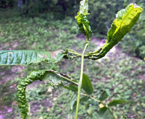 Photo of ash tree leaves showing that feeding by the invasive insect cottony ash psyllid causes leaves to pucker and curl.