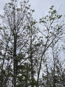 Wide angle photo showing patchy and clumpy foliage on a tree being impacted by cottony ash psyllid.