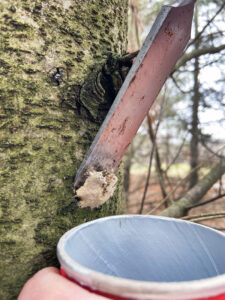 Carefully scraping spongy moth egg masses off trees and into a cup of soapy water will help to hold down caterpillar damage in 2025.