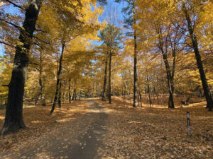 Photo of a trail at Sheboygan's Kohler-Andrae State Park with fallen leaves all around.