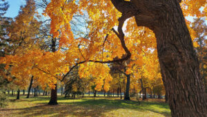 Photo showing fall colors on trees at Southview Park in Neenah in 2022.