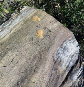 Photo of a log at Kettle Moraine State Park - Southern Unit carrying two spongy moth egg masses.