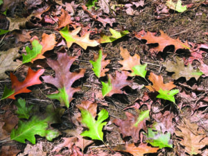 Photo of oak leaves that have fallen from a tree infested with oak wilt fungus. They show bronze-and-green coloration and will appear water-soaked but partially green.