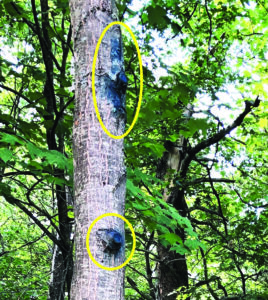 Photo showing that if an oak tree is pruned, cut or otherwise damaged between April and mid-July, intentionally or not, it is best to carry latex tree wound paint in order to cover the wound immediately.