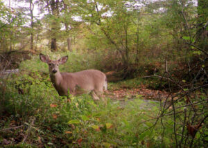 Photo of a young deer wanders through a woodlot with invasive plants.