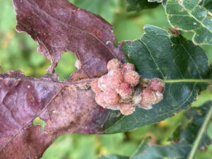 Closeup photo of Callirhytis piperoides, a gall that seems to erupt from an oak leaf's midrib and can be on top or bottom of the leaf.