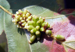 A closeup photo of oak leaf seed gall (Kokkocynips decidua) growing on an oak leaf.