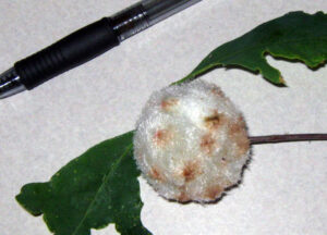 A photo of wool sower gall (Callirhytis seminator).