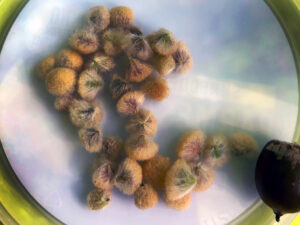 A photo of woolly leaf galls (Callirhytis lanata). The “kernels” form on the leaf and drop to the ground to overwinter.