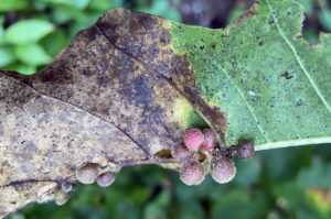 Photo of clustered Callirhytis piperoides galls, which can cause significant damage to leaves of northern red oak saplings.