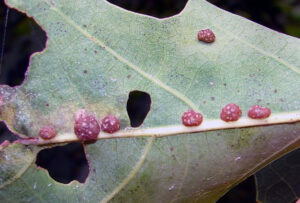 Closeup photo of oak leaf gall midge (polystepha pilulae) on a leaf.