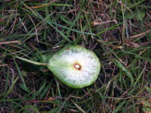 Photo of a fallen oak apple gall (Amphibolips sp.). Several species produce oak apple galls on northern red oak.