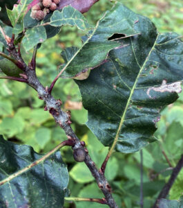 Photo of oak bullet gall (Disholcaspis quercusmamma) is evident on northern red oak twig.