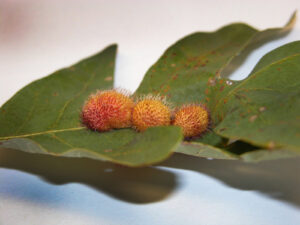 Closeup photo of hedgehog gall (acraspis erinacei) on an oak leaf.