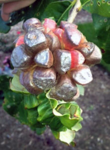 Photo of pine cone oak gall (Andricus quercusstrobilanus) on a tree.