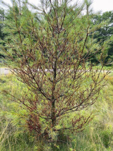 Photo of a young white pine tree defoliated by pine false webworm. The invasive pest eats the tree's old needles.