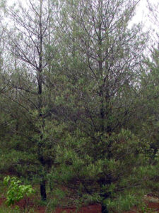 Photo of white pine trees, defoliated the previous year by pine false webworm, that appear thin as the new growing season progresses.