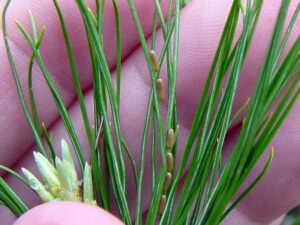 A closeup photo shows that pine false webworm eggs look like a string of sausages, displayed here on a white pine needle.