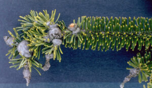 Closeup photo showing swelling of terminal branches (gouting) caused when balsam woolly adelgid inject toxic substances during tree feeding.