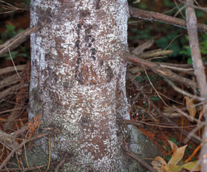 Photo of balsam woolly adelgids on a balsam fir stem.