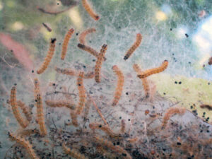 Closeup photo of fall webworms feeding inside a tent.