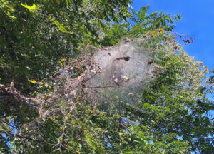 Photo of a web spun by fall webworms seen on a tree branch in Oshkosh in September 2024.