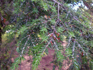 Photo showing white, cottony hemlock woolly adelgid egg sacs on a hemlock branch.