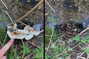 Two photos of the same spot on a tree in Door County, showing Heterobasidion root disease fruiting bodies (left) and the basal wound beneath them (right).