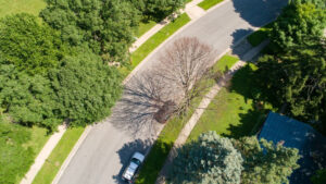 An overhead photo showing a terrace tree in the public right-of-way that has been killed by emerald ash borer, surrounded by other trees in a neighborhood.