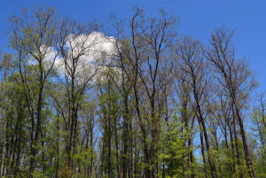 Wide angle photo of a stand of trees that have been defoliated by spongy moth in June 2024 at Governor Thompson State Park