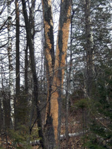 Photo showing that woodpecker flecking on green ash and white ash, from birds feeding on emerald ash borer larvae, will often be extensive and very noticeable.