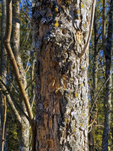 A photo showing that woodpecker flecking on black ash is less obvious than on green and white ash. Smaller areas and different bark structure makes it more difficult to spot the damage on black ash.