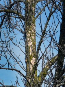 A photo showing bark on a tree that has been stripped away by woodpeckers feeding on emerald ash borer larvae. The birds usually start working in the tops of ash trees. Initially, flecking will be light.