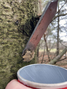 Photo showing a spongy moth egg mass being scraped into a cup of soapy water at Kettle Moraine State Forest-Southern Unit in 2022. Scraping egg masses into soapy water and discarding them in two days will help to protect trees and forests.