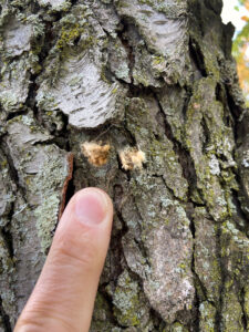 Close-up photo of a pair of egg masses on a tree at the Muir trailhead of the Kettle Moraine State Forest-Southern Unit. The egg masses are much smaller than normal, indicating that the moths were affected by viral or fungal diseases that were common in the summer of 2024.