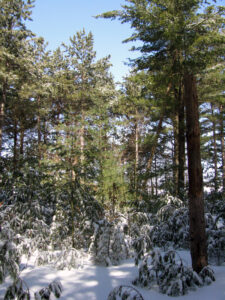 A photo showing that heavy, wet snow can bend and deform small trees and cause branch breakage or whole tree failure of larger trees.