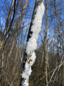 Photo showing a group of woolly alder aphids on an alder branch.