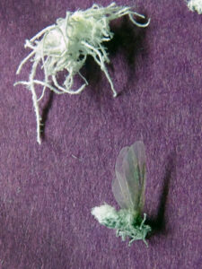 Close-up photo of an adult woolly alder aphid (bottom right) and an immature aphid (top left), showing the difference in wool production.