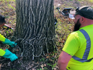 Photo showing workers injecting oak trees at Big Foot Beach State Park to control spongy moth caterpillars.