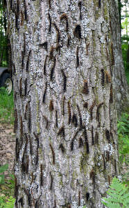 A tree shows high numbers of spongy moth caterpillars, though the majority of the caterpillars have been killed either by virus (hanging in an inverted V) or fungus (hanging in a stretched line, head down). The virus and fungus helped to quell a potential outbreak in many areas of the state in 2024.