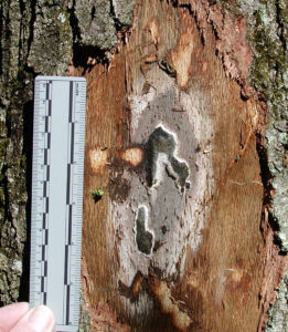 Oak wilt creates a fungal mat on oak trees after infection.