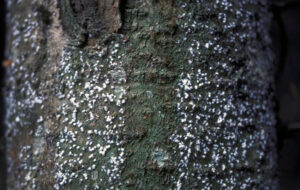 Hemlock woolly adelgids feed at the base of hemlock needles, covered in white wool.