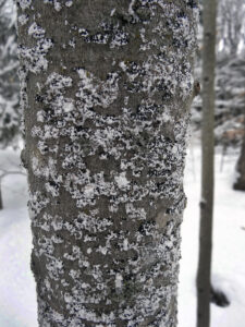 A beech tree trunk is populated with fluff-covered scale insects associated with beech bark disease during winter at Whitefish Dunes State Park.