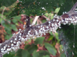 Beech blight aphids on a branch. Their abdomens are covered in white fluff.