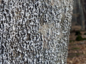 Lots of beech scale, covered in white wool, makes this tree’s bark look fluffy.