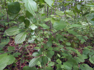 Common buckthorn is a non-native plant with a heavy presence in many Wisconsin forests.