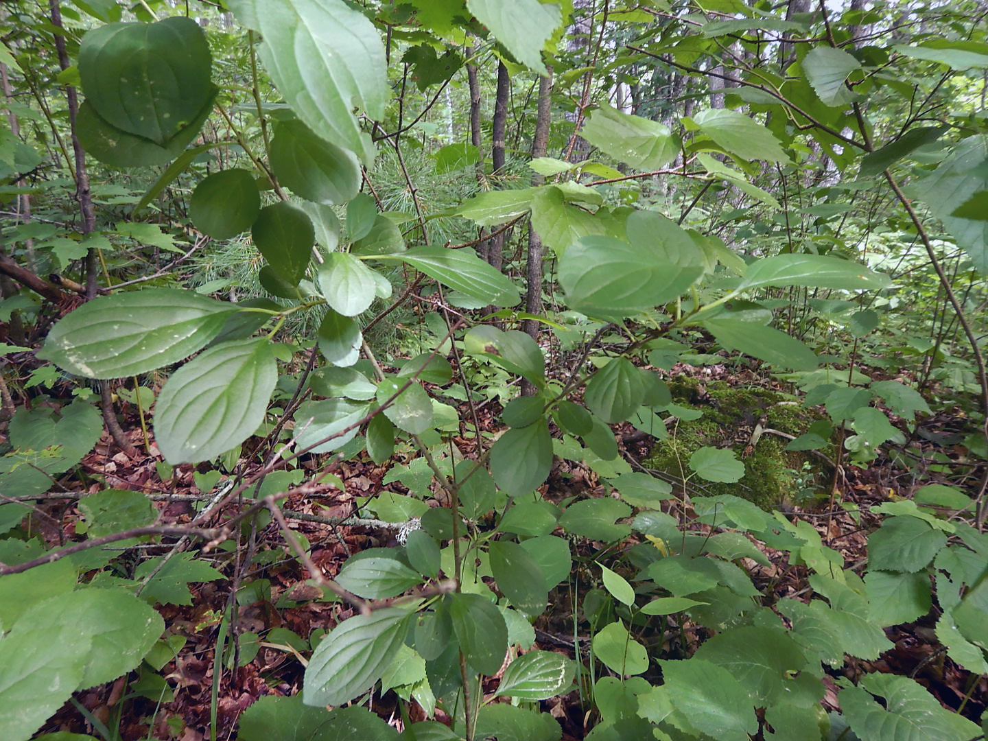 Spring Dreaming: Keep Invasive Plants Out Of Garden Plans